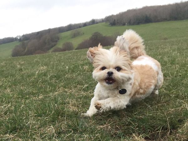 AIBU to think nobody has a dog as good as mine?!