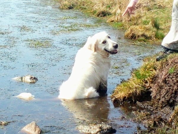 Calling all Golden Retriever owners....