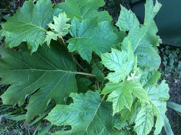 Sorry another plant ID one,,,