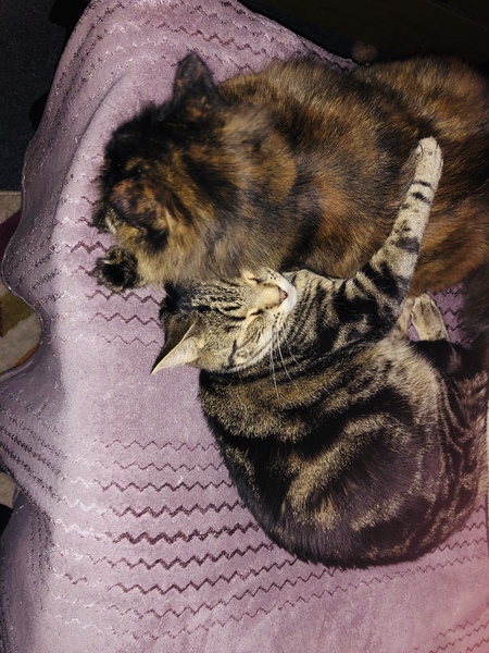 What's your DCat up to today? Episode 6, Return of the... Cats?