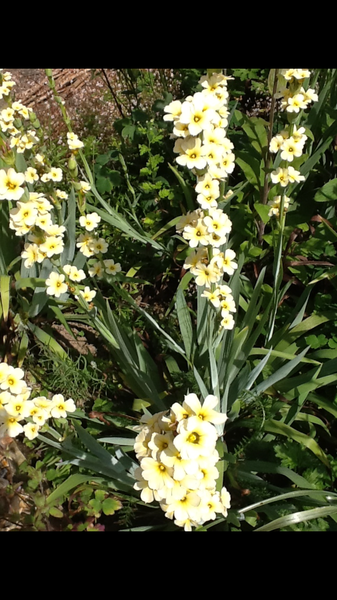 Plant identification please!