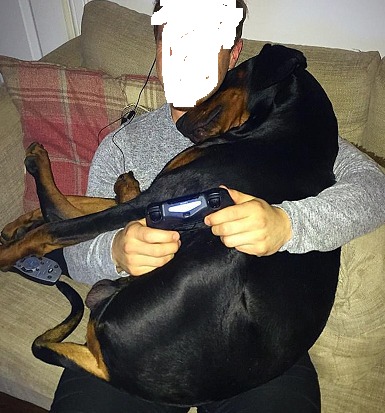To really want a Doberman?