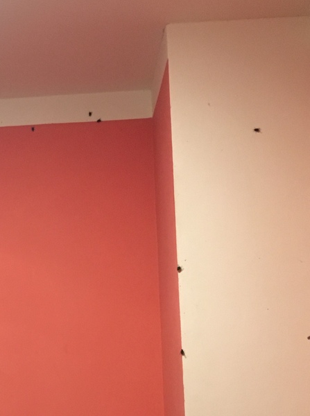 What are these flies? bathroom with no windows