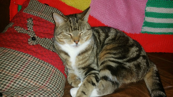 what is it with cats?