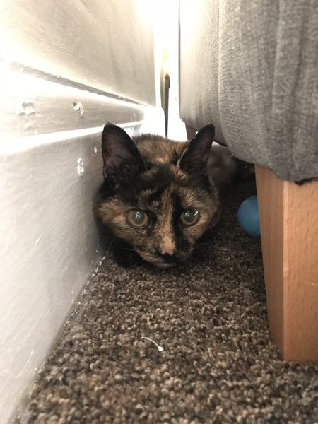 Show me your torties