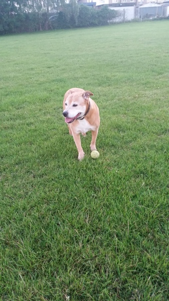 AIBU to think nobody has a dog as good as mine?!