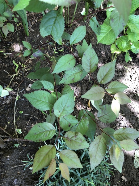 Plant ID again please.
