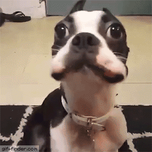 My chomping colleague