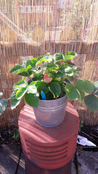 My first ever strawberry plant is blooming with pics