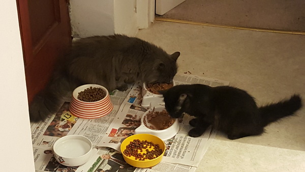 How long did it take you to introduce new cats?
