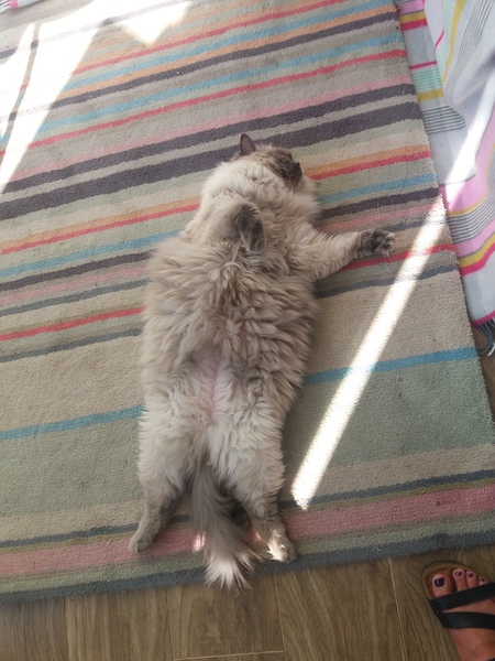 What are your thoughts on giving a long haired cat a hair cut while its hot?