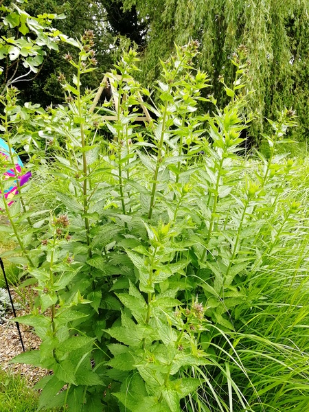 Is this anise hyssop or something else?