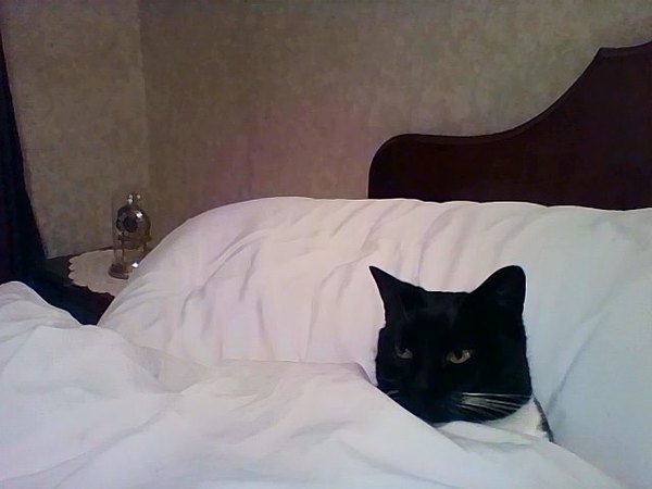 what is it with cats?