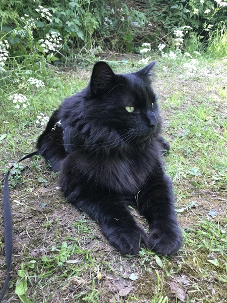 Possible new black "kitten". Squeeee!