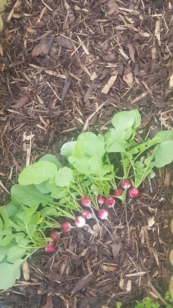 Allotment/Veg Patch Thread 12! Plotmenters hoping for better weather