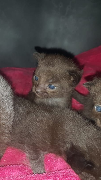 Getting a new cat, how many is too many?
