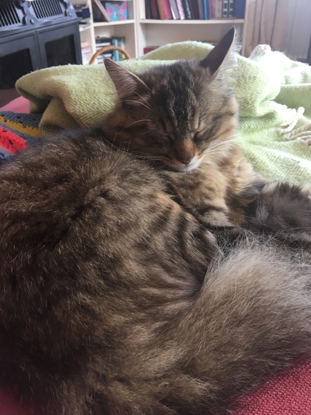 Bringing home a rescue