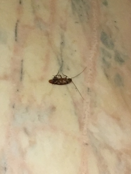 Staying in a five star hotel in Morocco and there are COCKROACHES - normal?! I’m freaked out!