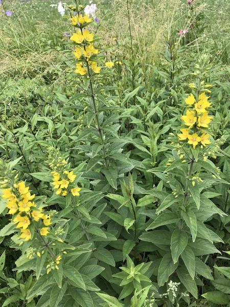 Plant ID please
