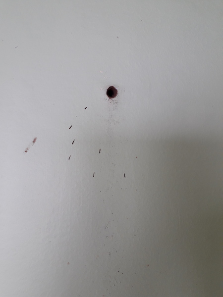 Damp external wall