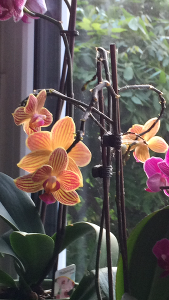 bugs on orchid - how to get rid?