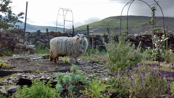 AIBU to think that if you hate animals you shouldn't move to the countryside?