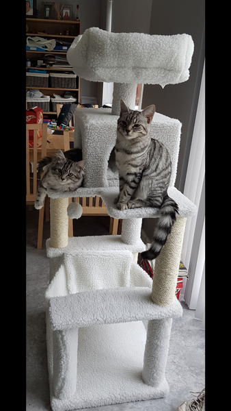 Cat activity tower/tree