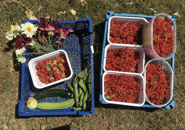 Allotment/Veg Patch Thread 12! Plotmenters hoping for better weather
