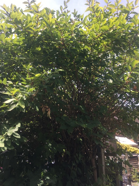 Another plant ID