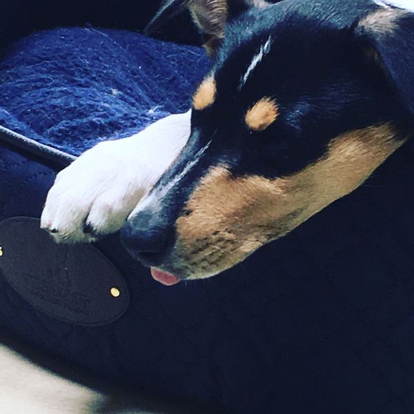 General Dog Chat Part II
