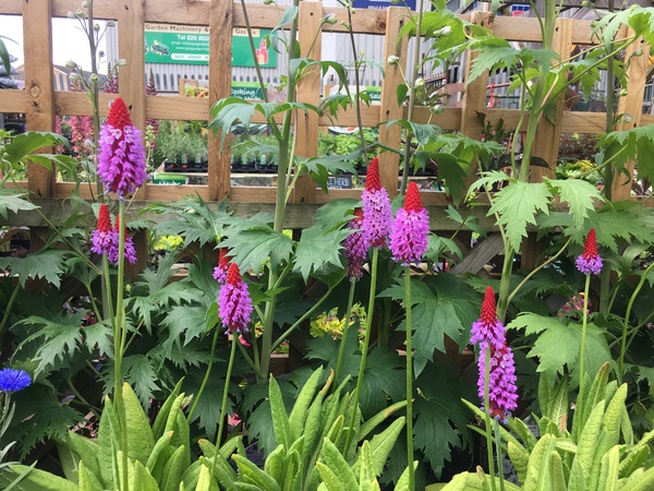 Frulgaleers - Jumping  into June