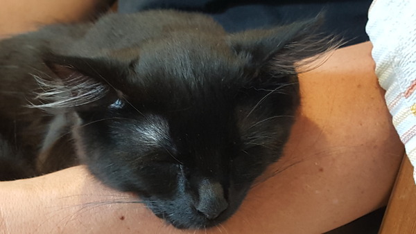 Apparently it's 'hug your cat day'