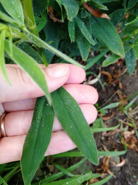 About to admit defeat with this plant ID...