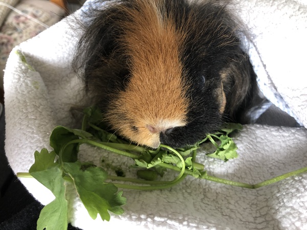 My guinea has to have an operation tomorrow