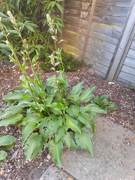 Quick Hosta question