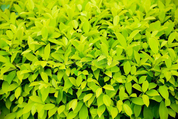 People keep having sex in my hedge...