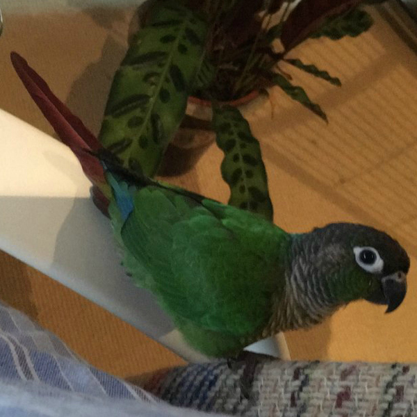 To ask why you picked your pet