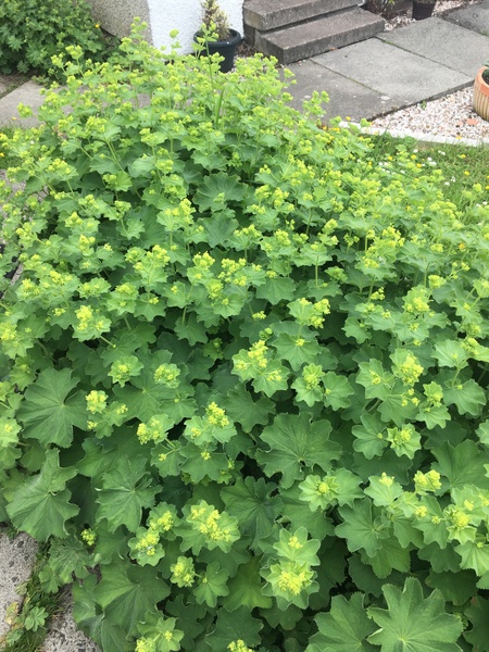 Plant identification?