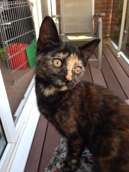 Show me your torties