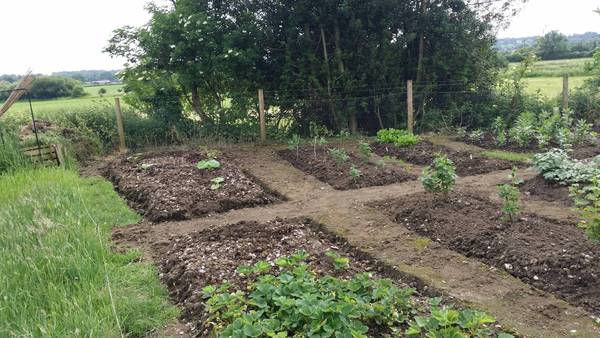 Allotment/Veg Patch Thread 12! Plotmenters hoping for better weather
