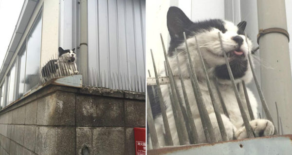 Neighbours have put cat spikes along fence - what are my rights?