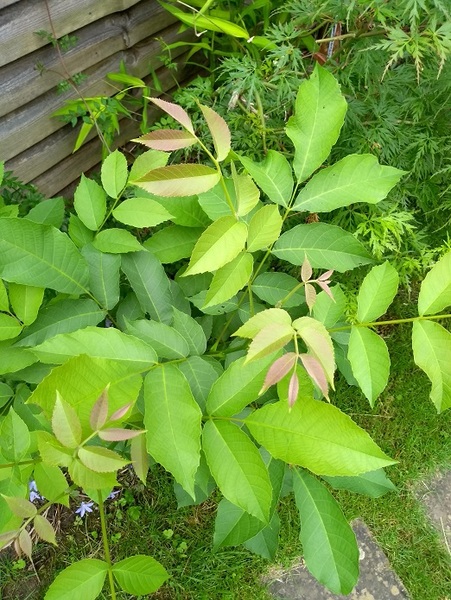 What is this plant please?