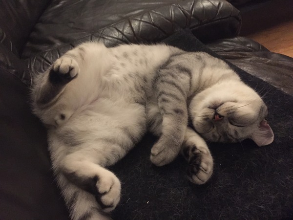 Apparently it's 'hug your cat day'