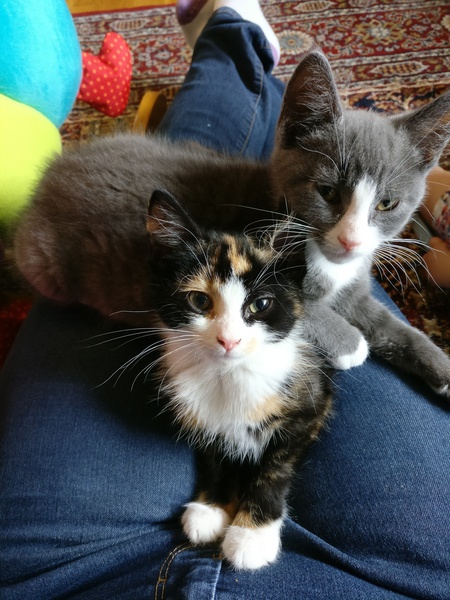 Tortoiseshell kitten - please tell me they can be nice!