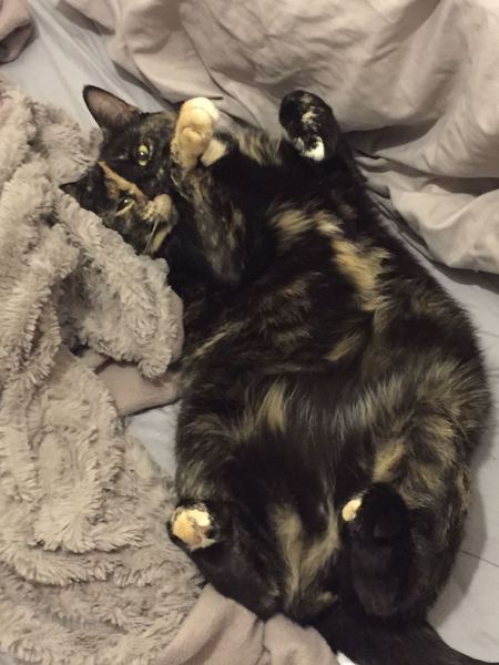 Show me your torties