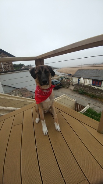 Perfect Fit harnesses