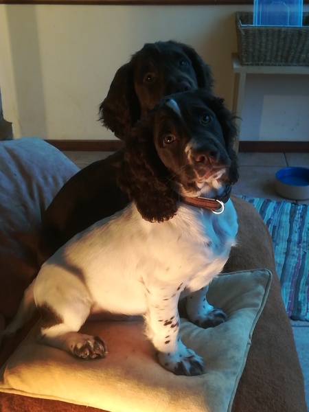 AIBU to think nobody has a dog as good as mine?!