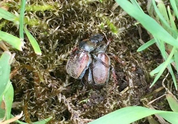 Swagger Inn 156 - The Weather Is Getting Hot, The HBFs Will Always Be Hotter