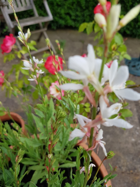 Westminstenders: Don't Panic!