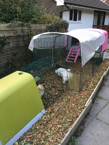 Photos of your chooks and runs please?